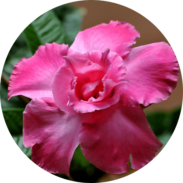 FomoNutri Premium Plant Nutrition